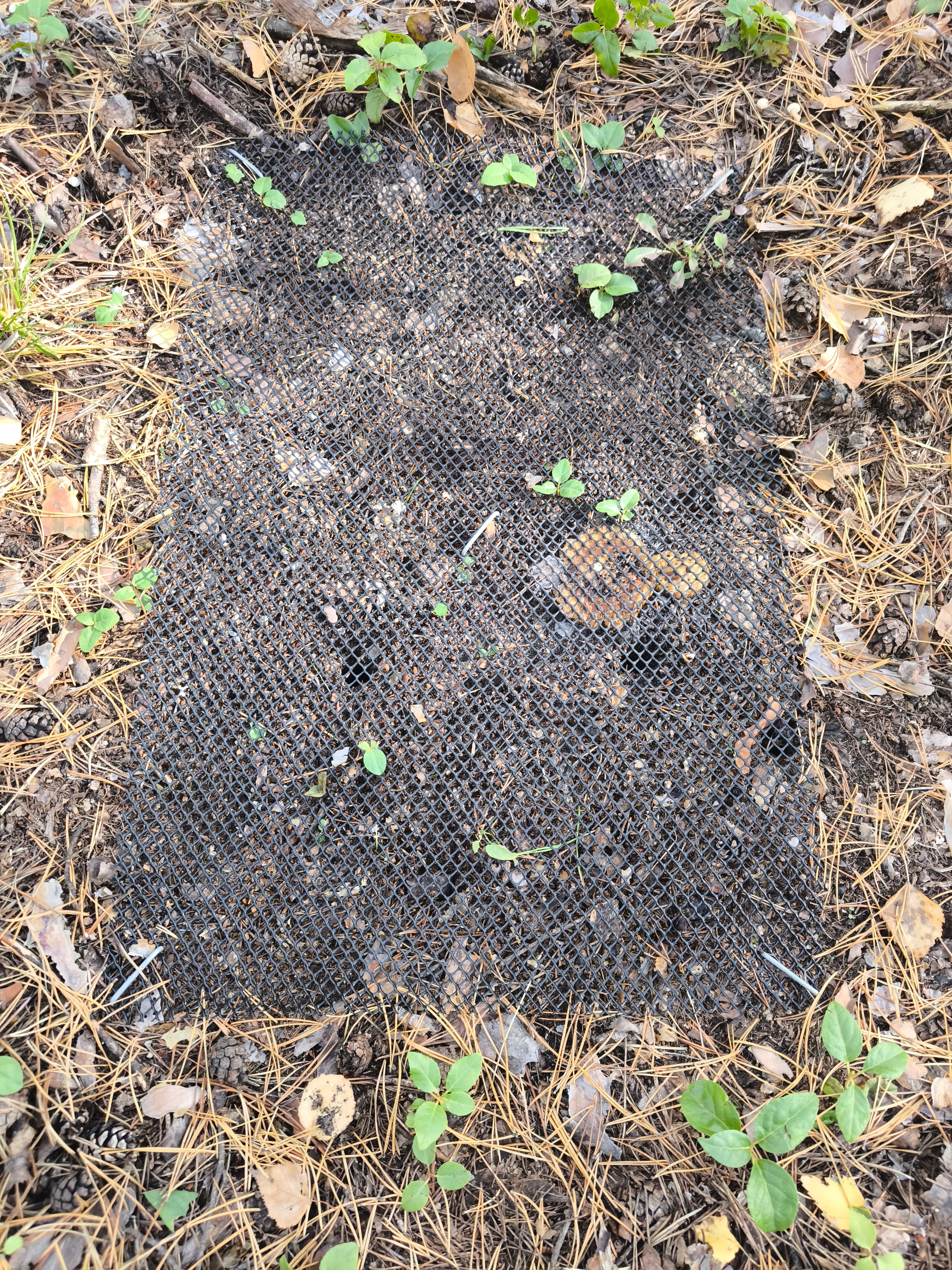 Оценка запасов углерода в мортмассе ,Карбоновый полигон, потоки углерода, мортмасса, опад Оценка запасов углерода в мортмассе ,Карбоновый полигон, потоки углерода, мортмасса, опад