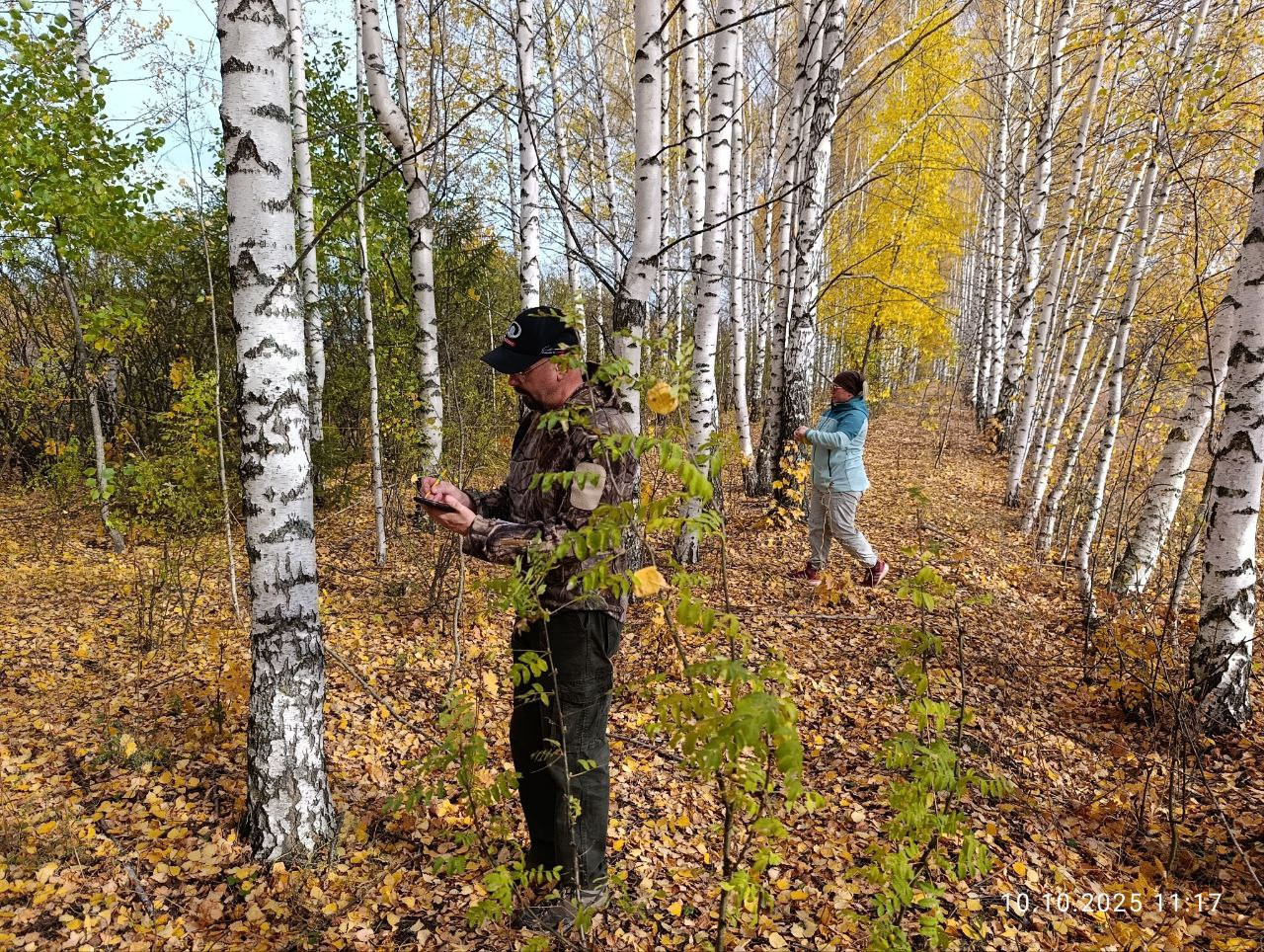 Оценка скорости прироста биомассы разновозрастных лесополос ,Карбоновый полигон, лесополосы, скорости роста Оценка скорости прироста биомассы разновозрастных лесополос ,Карбоновый полигон, лесополосы, скорости роста