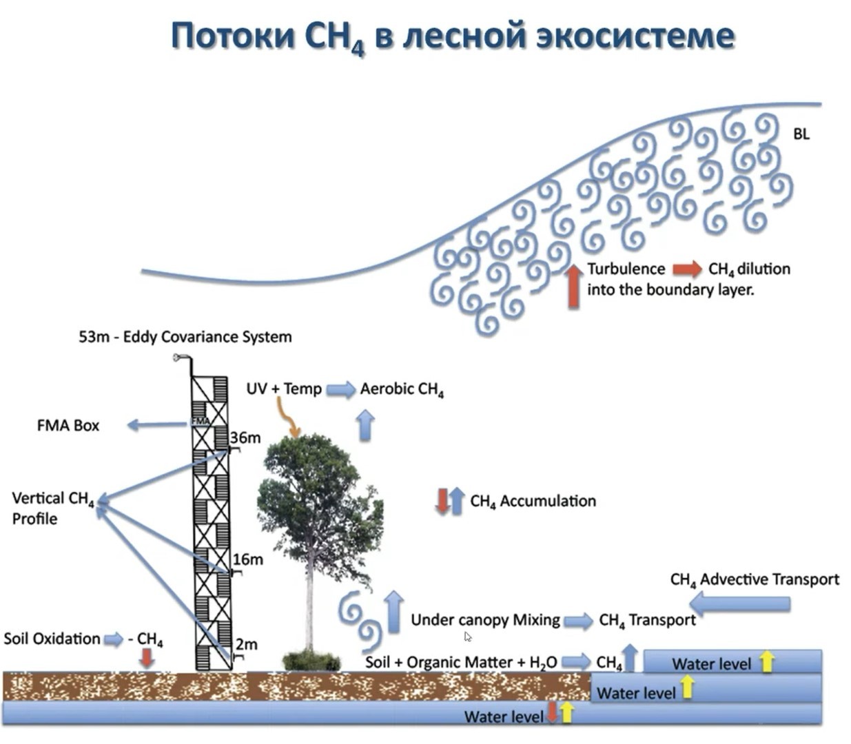 Семинар 'Потоки парниковых газов в лесных экосистемах: возможности обработки данных' ,карбоновый полигон, семинар, Карбон Поволжье Семинар 'Потоки парниковых газов в лесных экосистемах: возможности обработки данных' ,карбоновый полигон, семинар, Карбон Поволжье