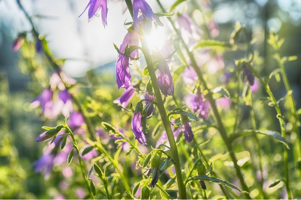 Сотрудники кафедры почвоведения выиграли грант РНФ для исследования изменения выбросов CO₂ при распашке залежных земель ,эмиссия углекислого газа, моделирование пространственной неоднородности, залежные земли, распаханность земель Сотрудники кафедры почвоведения выиграли грант РНФ для исследования изменения выбросов CO₂ при распашке залежных земель ,эмиссия углекислого газа, моделирование пространственной неоднородности, залежные земли, распаханность земель